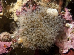 Entoprocta