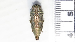 Dicerca tenebrica