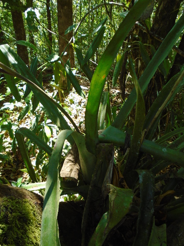 Aechmea dactylina, photograph 2