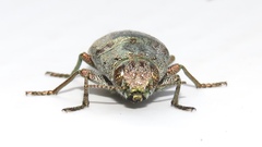 Dicerca tenebrica