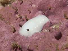 Cadlina flavomaculata