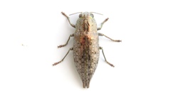 Dicerca tenebrica