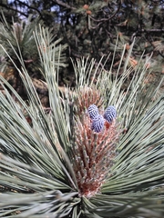 Pinus hartwegii