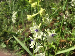 Delphinium leucophaeum