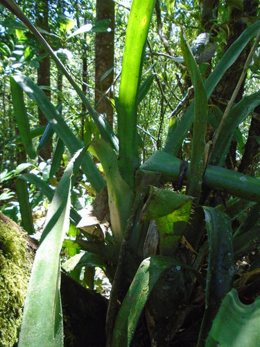 Aechmea dactylina, photograph 3