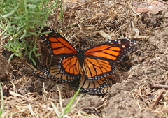 Danaus plexippus