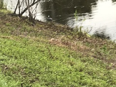 Egretta tricolor image