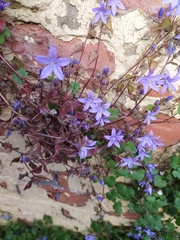 Campanula poscharskyana
