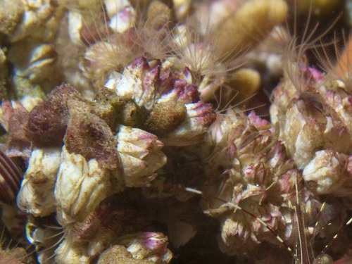 Wrinkled Barnacle, photo 6 of 8