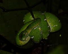 Corallus batesii