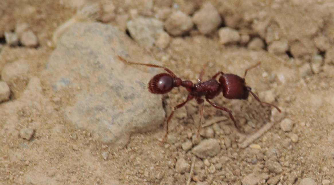 Pogonomyrmex vermiculatus
