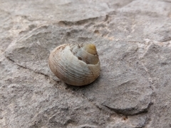 Eutrochatella virginea