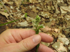 Borodinia missouriensis
