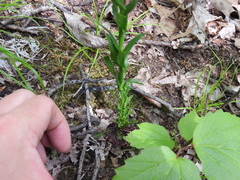 Borodinia missouriensis