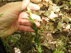 Borodinia missouriensis