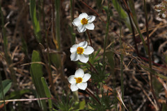 Leptosiphon jepsonii