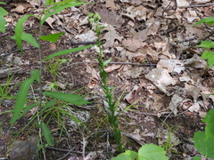 Borodinia missouriensis