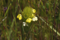 Castilleja rubicundula lithospermoides