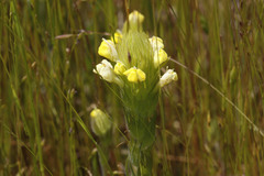Castilleja rubicundula lithospermoides