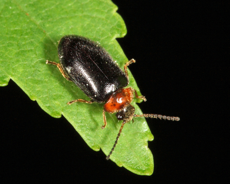 Hemicyphon ruficollis