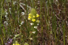 Castilleja rubicundula lithospermoides