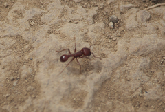 Pogonomyrmex vermiculatus