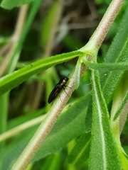 Agrilaxia flavimana