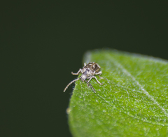 Ptinomorphus imperialis