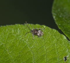 Ptinomorphus imperialis