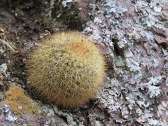 Mammillaria densispina