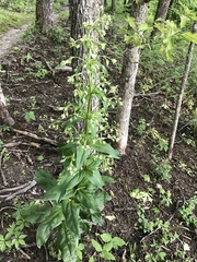 Frasera caroliniensis