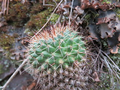 Mammillaria gigantea