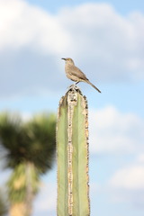 Toxostoma curvirostre