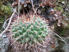 Mammillaria gigantea