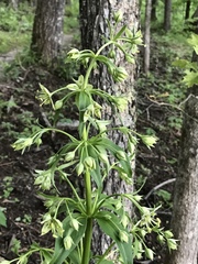 Frasera caroliniensis