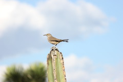 Toxostoma curvirostre