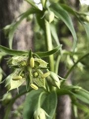 Frasera caroliniensis