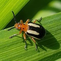 Lema daturaphila