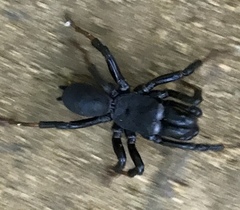 Sphodros atlanticus