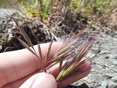 Bromus carinatus