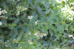Ligustrum vulgare