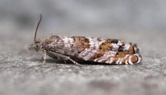Epinotia solicitana