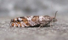 Epinotia solicitana