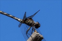 Dythemis velox