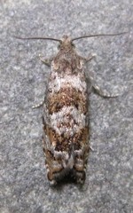 Epinotia solicitana