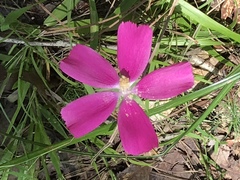 Sabatia campestris