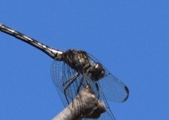 Dythemis velox