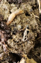 Xanthochilus saturnius