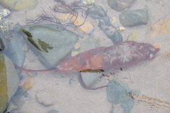 Saccorhiza dermatodea