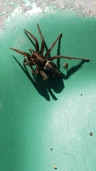 Herpyllus propinquus